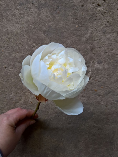 Peony Odile - Peonies - Flowers and Fillers - Flowers by category